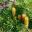 Banksia spinulosa Stumpy Gold